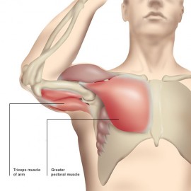 Armar- och bröstmuskler