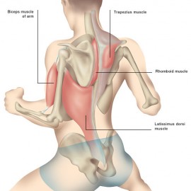 Axlar och ryggmuskler