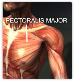 bröstmusklerna - pectoralis major